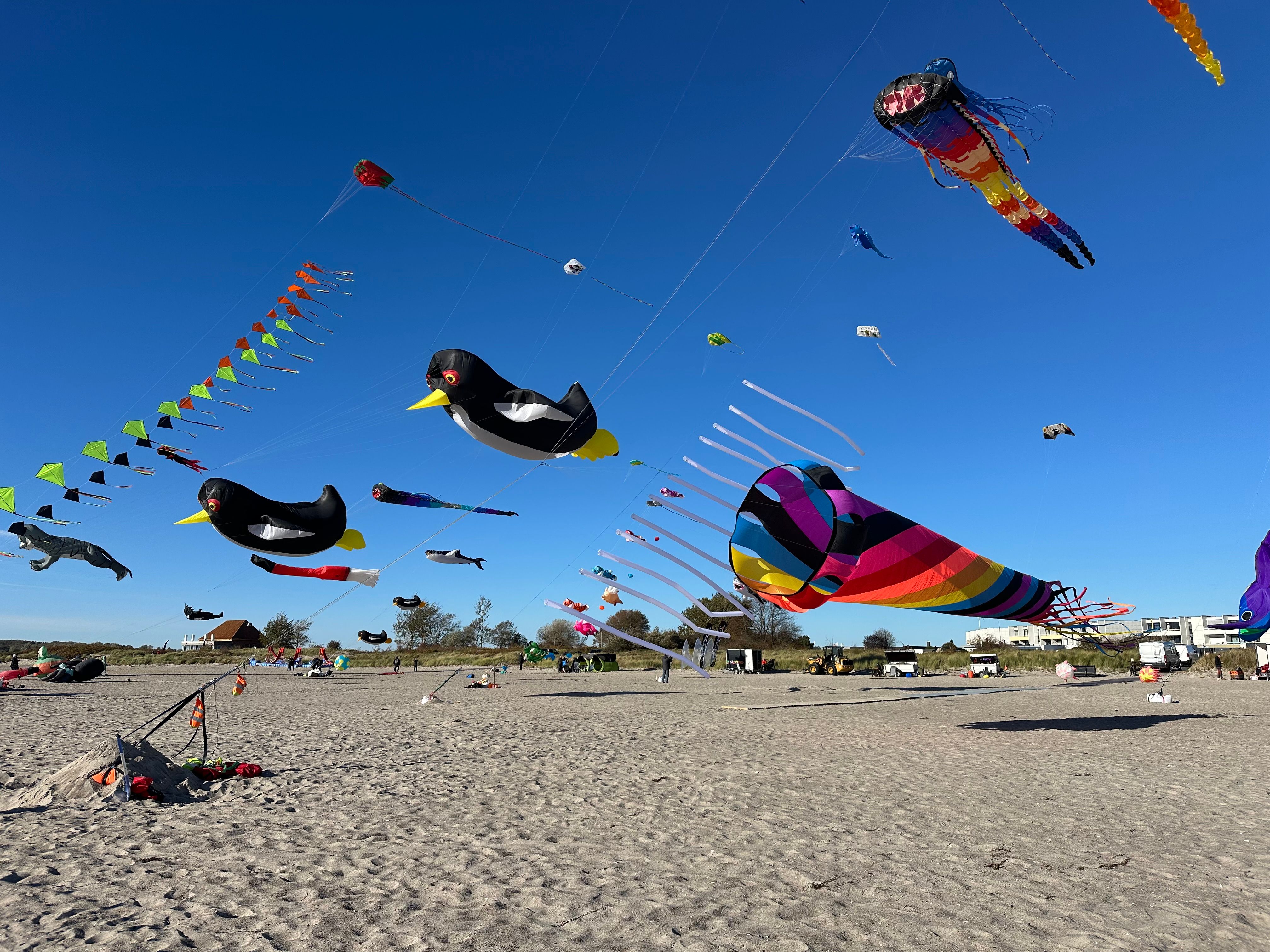 Bunte Drachen in Tierformen schweben am Strand unter klarem Himmel. Menschen genießen das Drachenfest bei sonnigem Wetter.