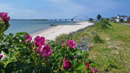 Fehmarnsundbrücke mit Strand in Fehmarnsund