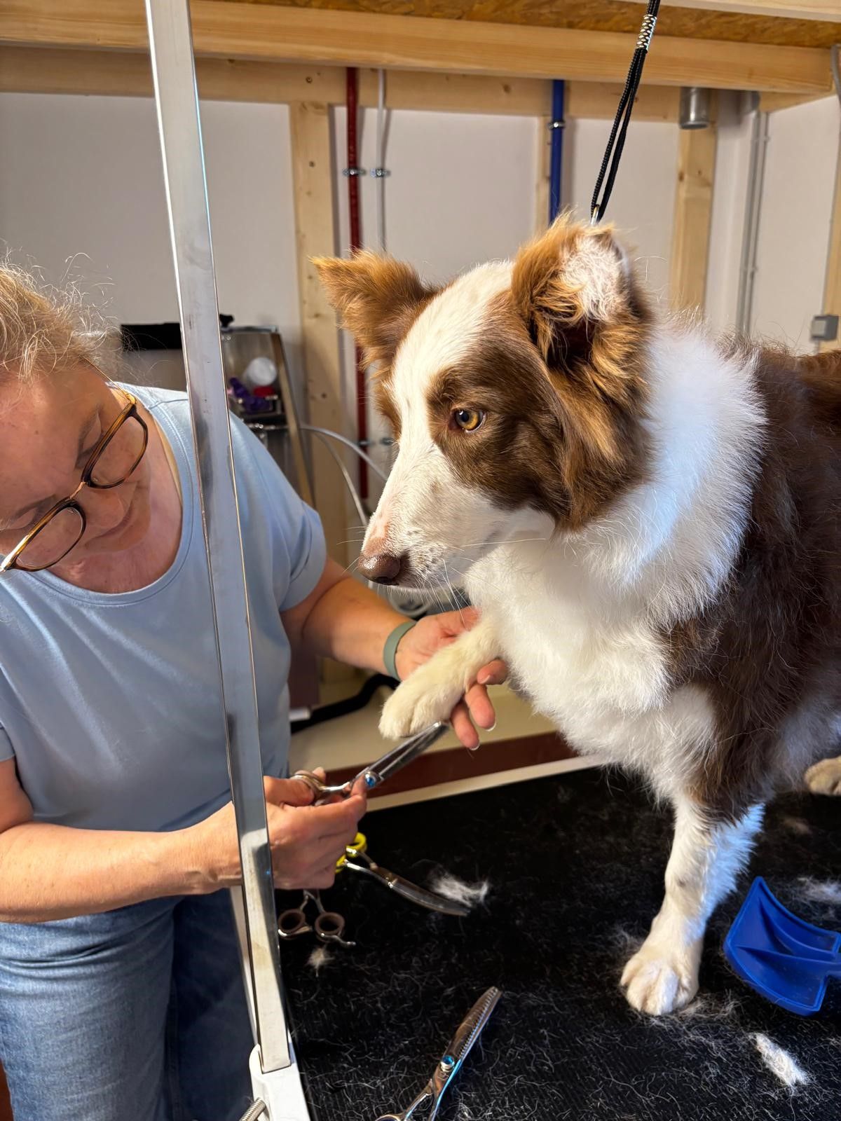 Eine Frau pflegt einen braun-weißen Hund in einem Hundesalon. Sie schneidet die Krallen des Hundes, der auf einem Tisch steht.