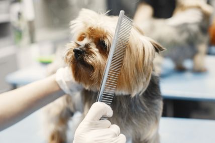 Ein kleiner Hund wird in einem Tierpflegesalon mit einem Kamm gebürstet. Eine Person mit Handschuhen hält den Kamm.