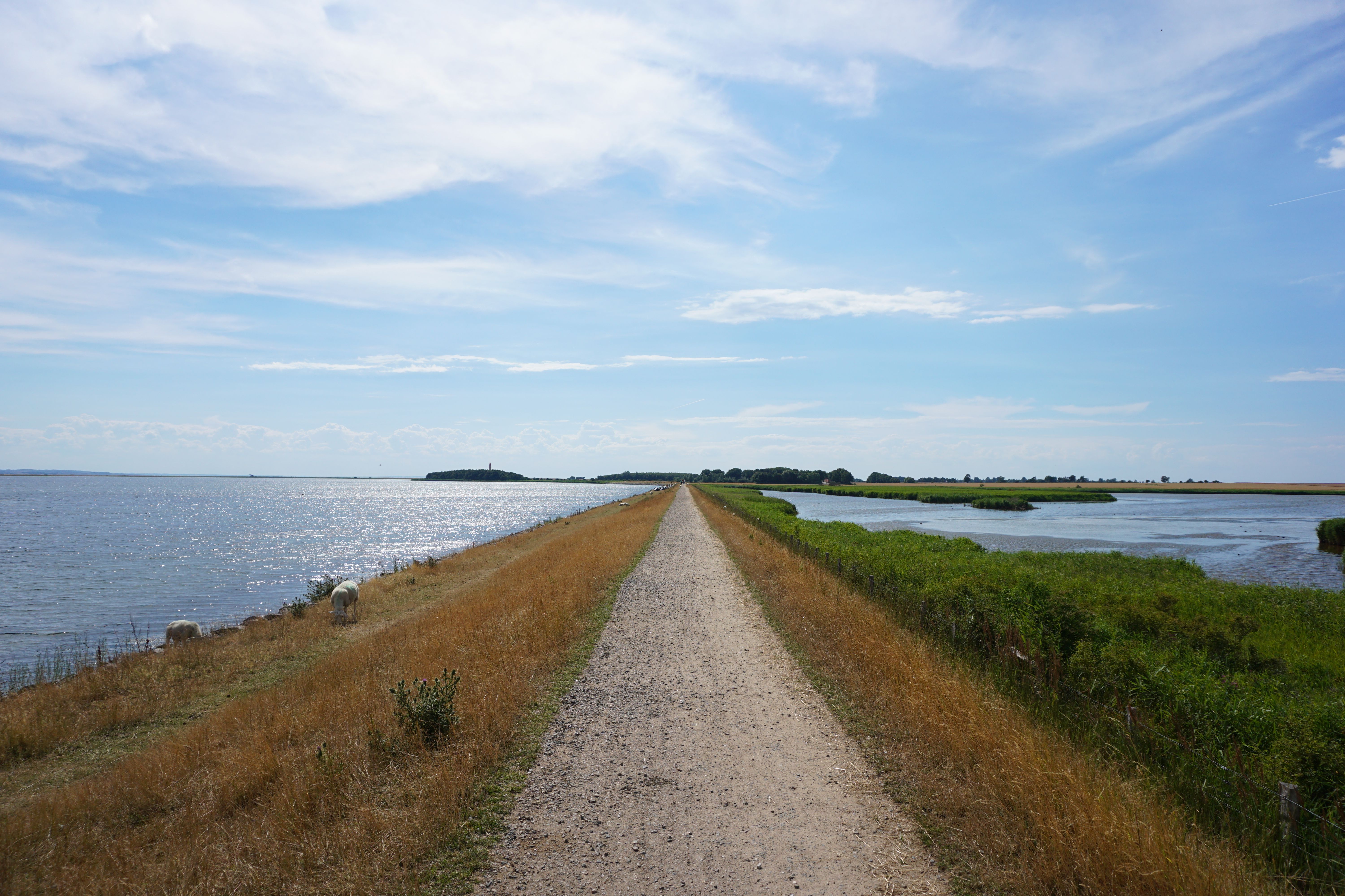 Deich zwischen Orth und Flügge