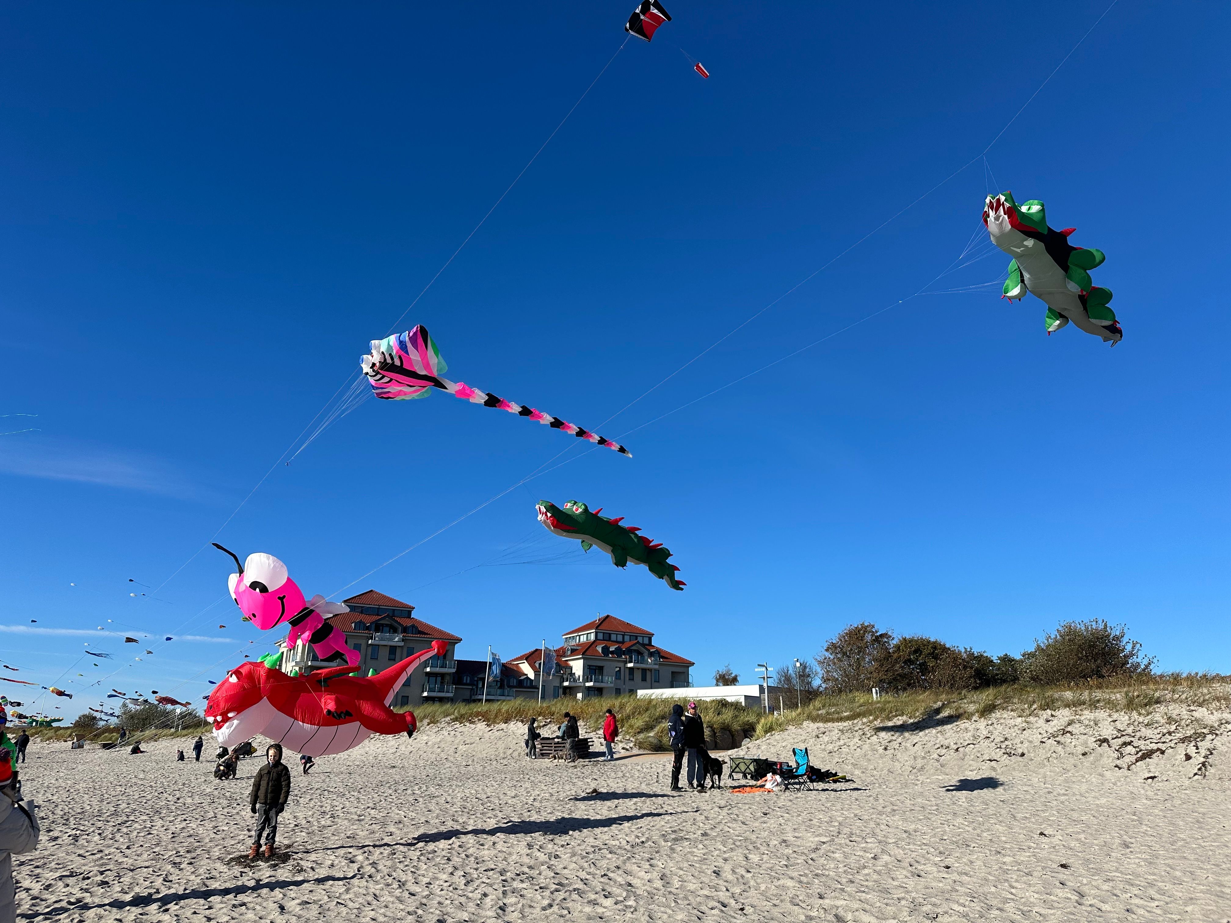 Bunte Drachen in Form von Tieren und Figuren fliegen am Strand unter klarem Himmel. Menschen beobachten das Spektakel.