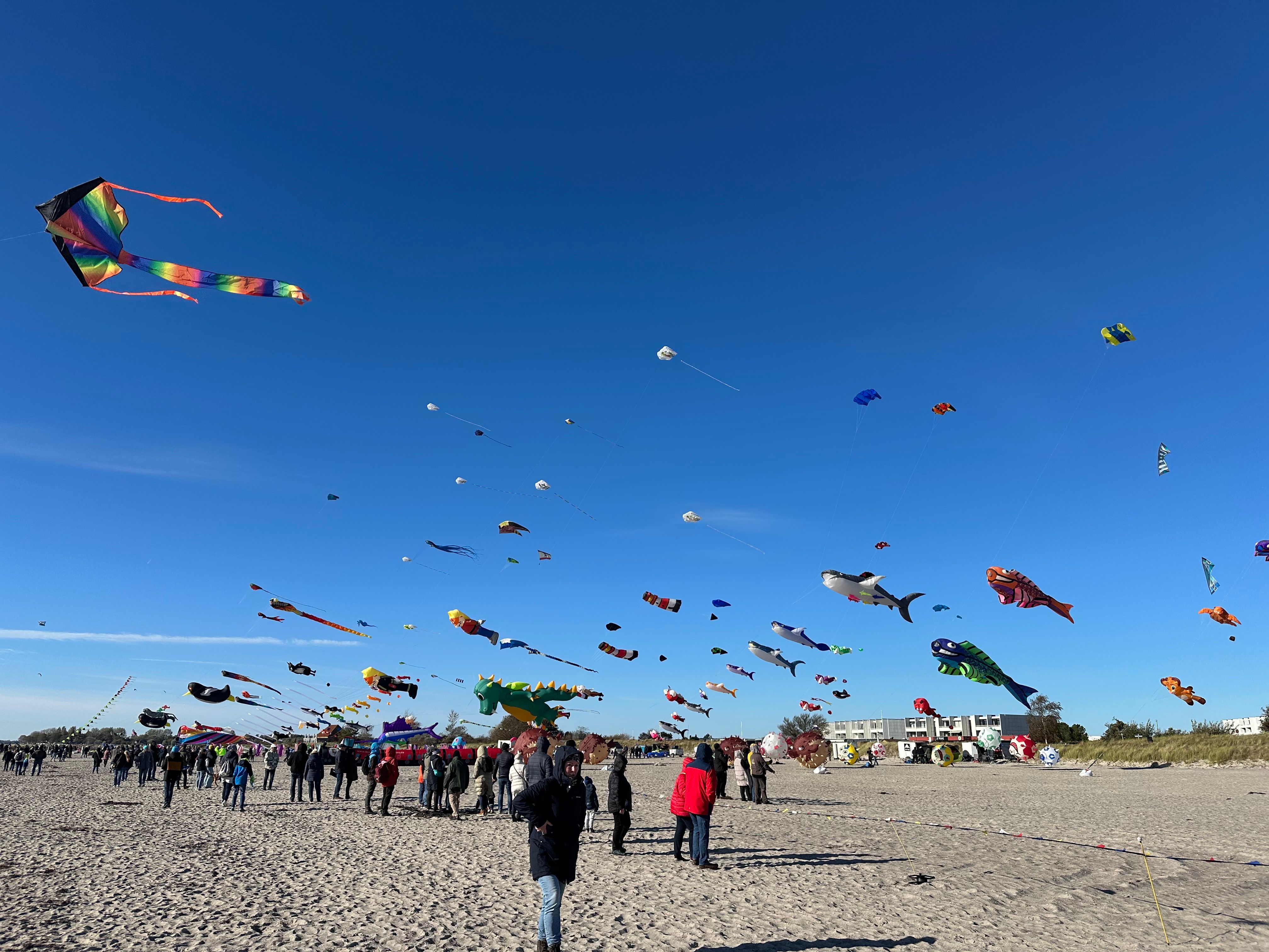 Bunte Drachen in verschiedenen Formen fliegen über einem belebten Strand unter klarem, blauem Himmel. Menschen beobachten das Spektakel.