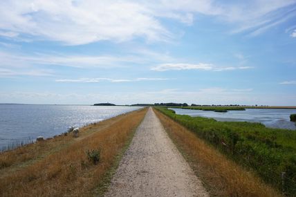 Deich zwischen Orth und Flügge