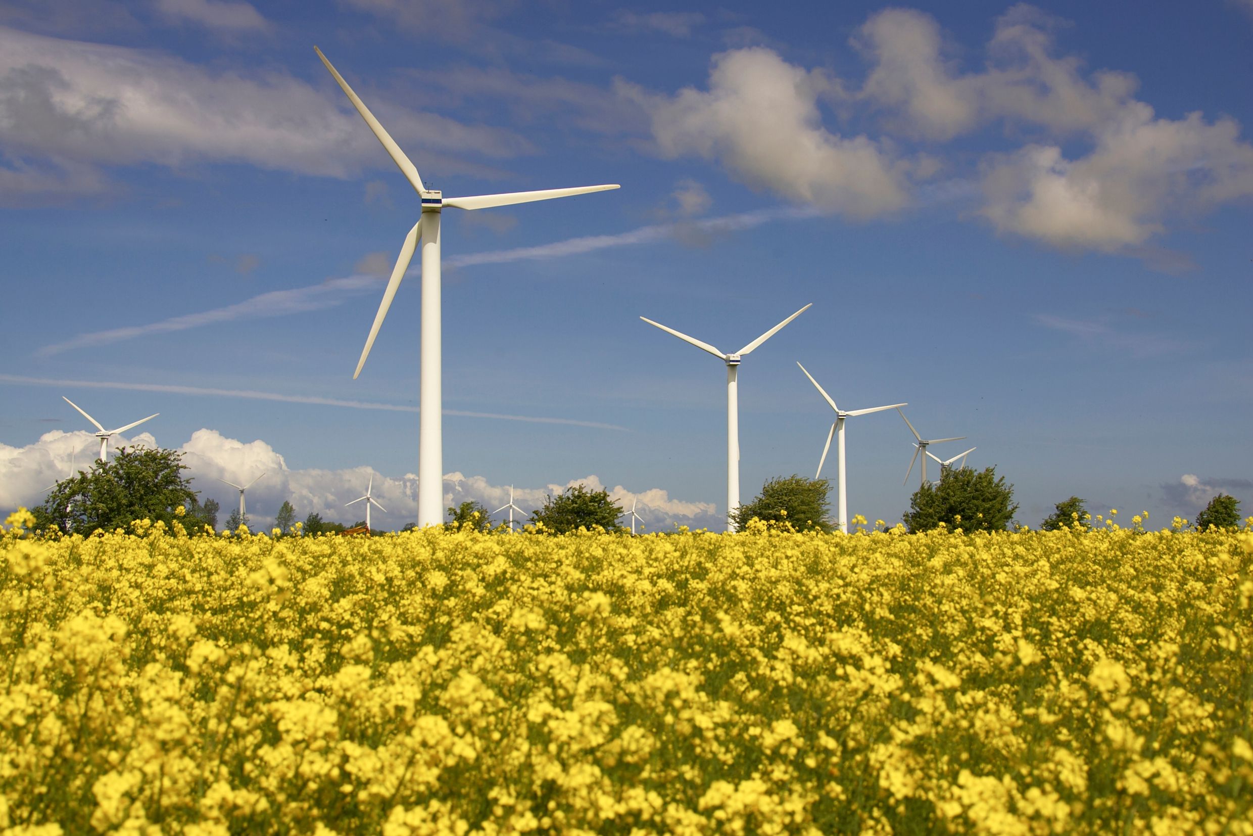 Ein blühendes Rapsfeld erstreckt sich vor mehreren Windkrafträdern unter einem blauen Himmel mit Wolken.