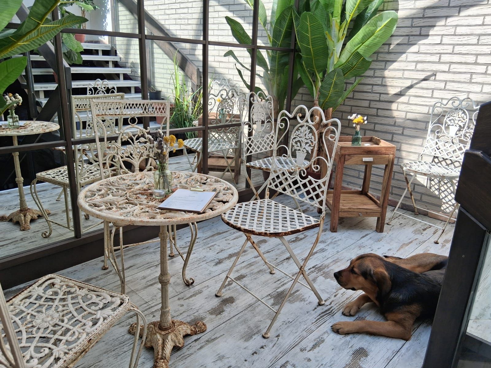 Ein Hund entspannt in einem Café mit antiken Metallmöbeln und Pflanzen. Die Atmosphäre ist ruhig und einladend.